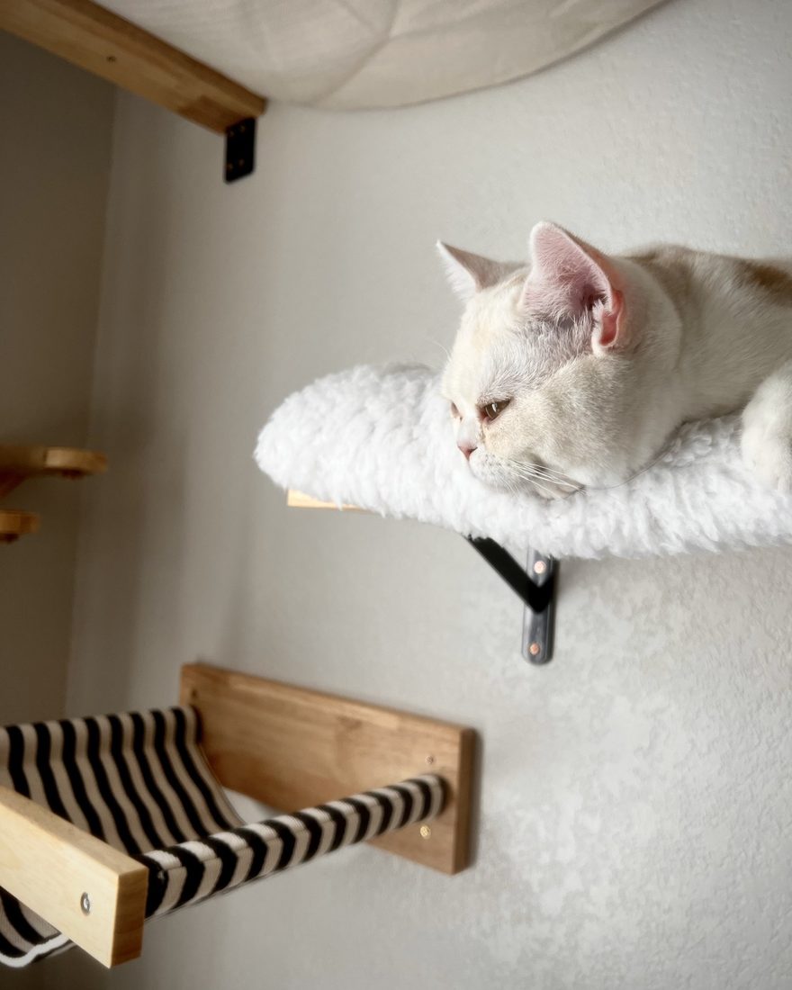 Popcorn lounging on a fluffy wall shelf, gazing into the distance