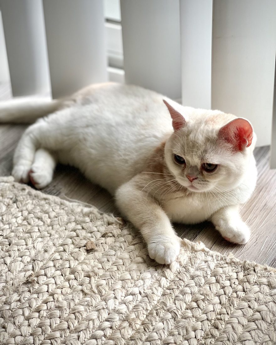 Popcorn stretched out on the floor by the blinds