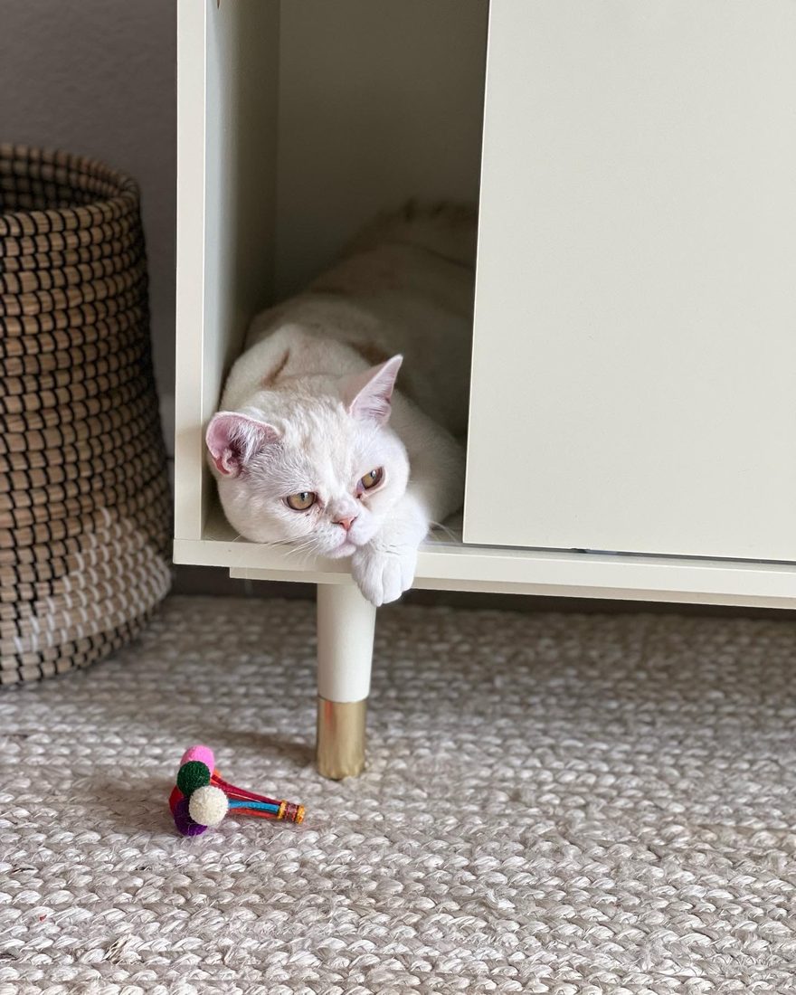 Popcorn peeking out of a cabinet, ignoring a toy on the rug