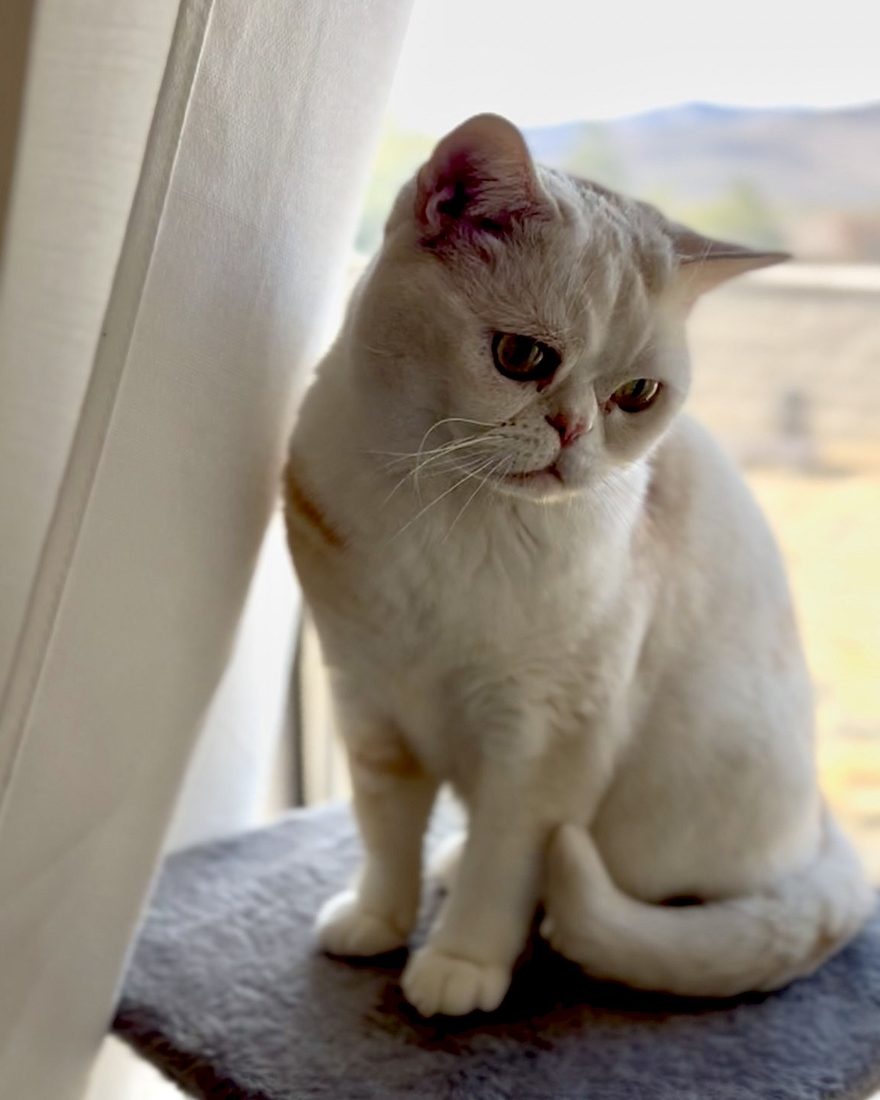 Popcorn sitting at the window beside a curtain