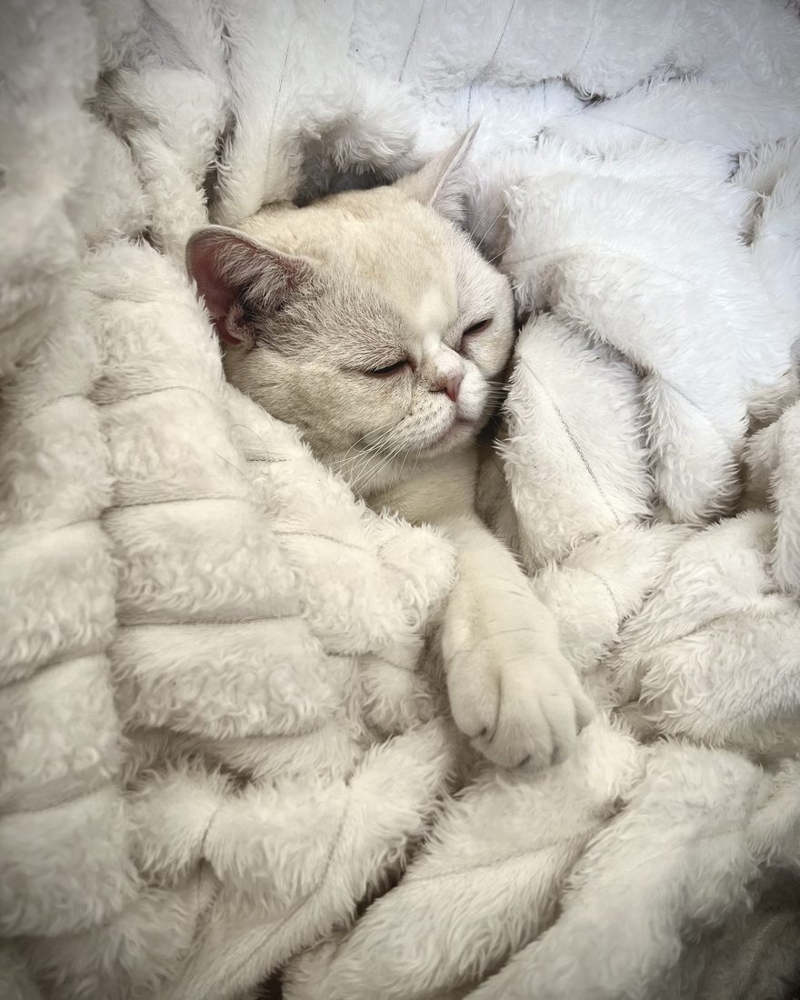 Popcorn asleep, buried in a fuzzy white blanket