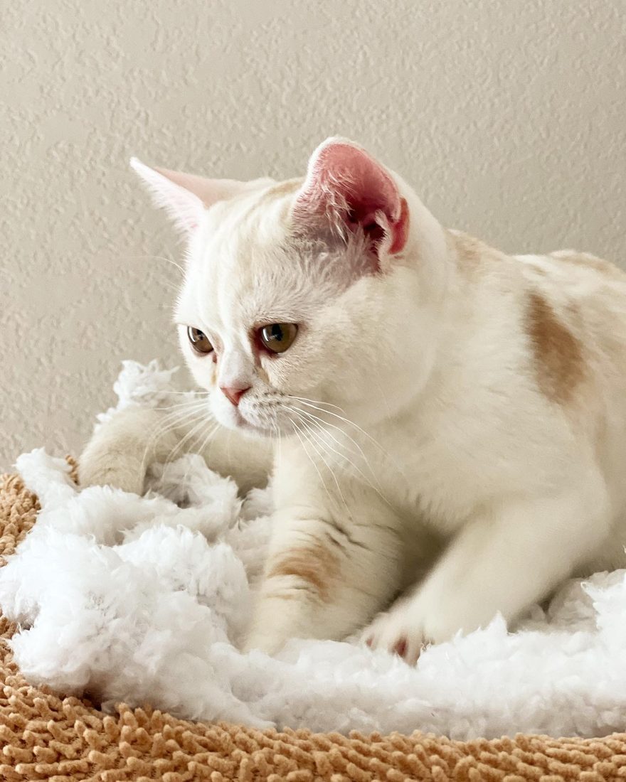 Popcorn kneading a fluffy blanket on his bed